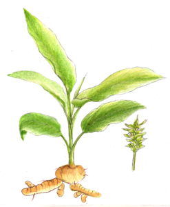 tumeric plant illustration