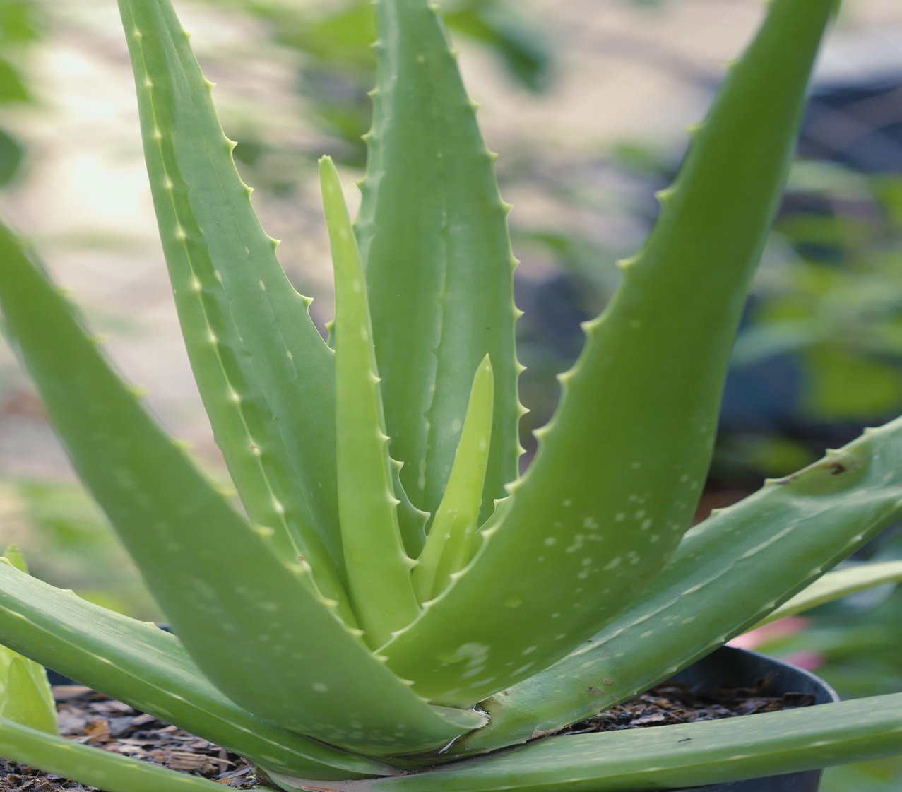 Aloe Vera – The Wonder Plant