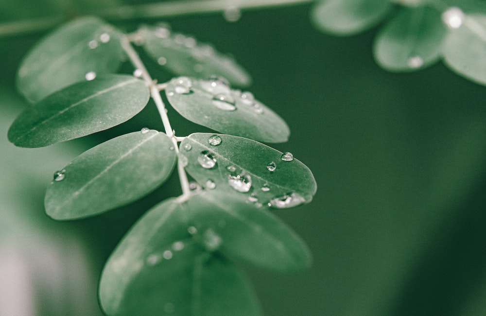Moringa – The Complete Health Food