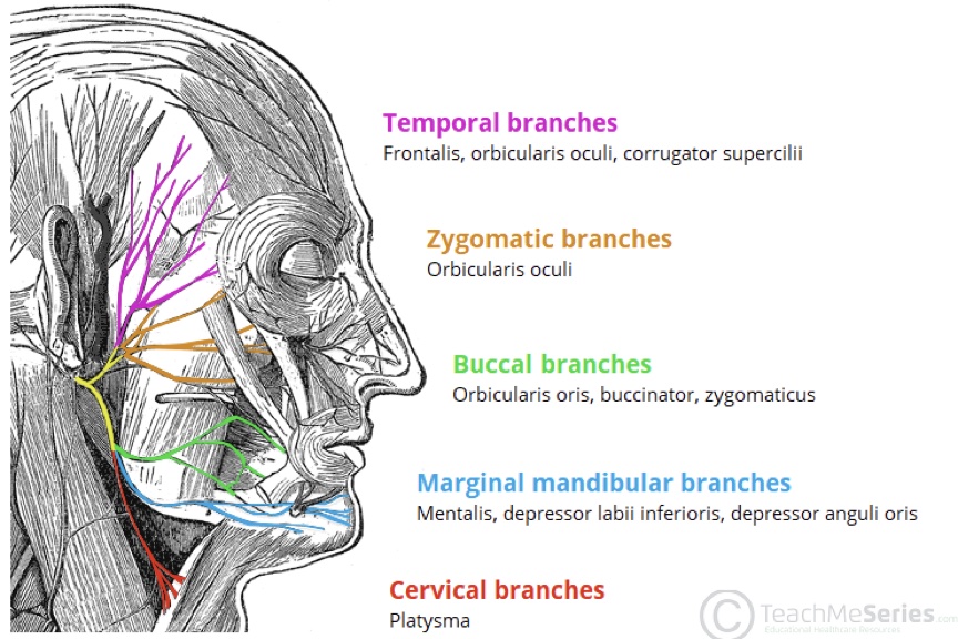 muscles of facial expression via the facial nerve