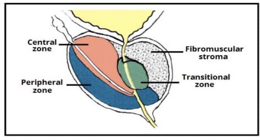 anatomy of prostate