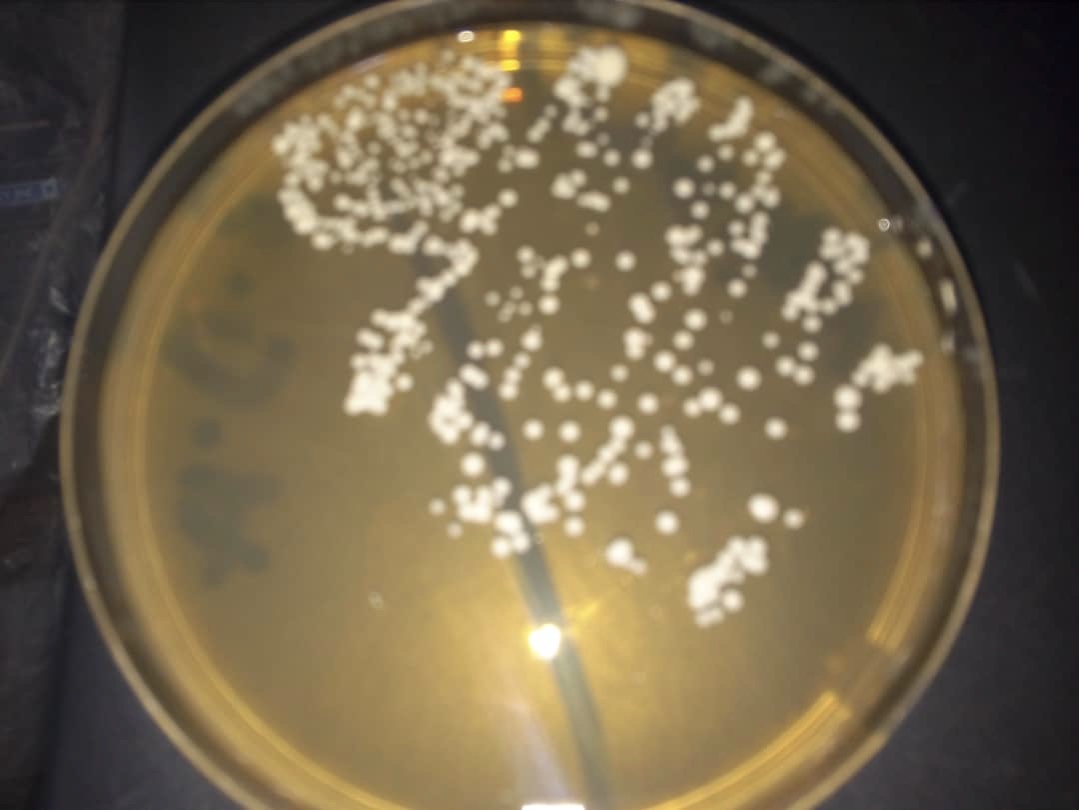 candida growth on plate