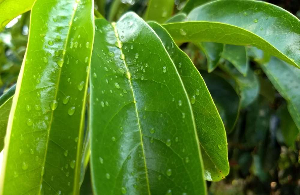 soursop leaves