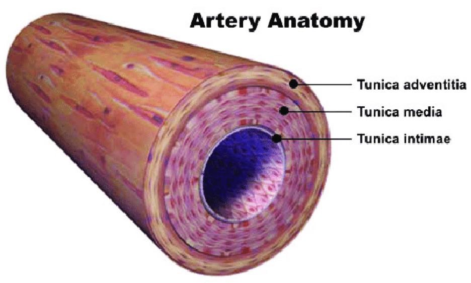 artery anatomy