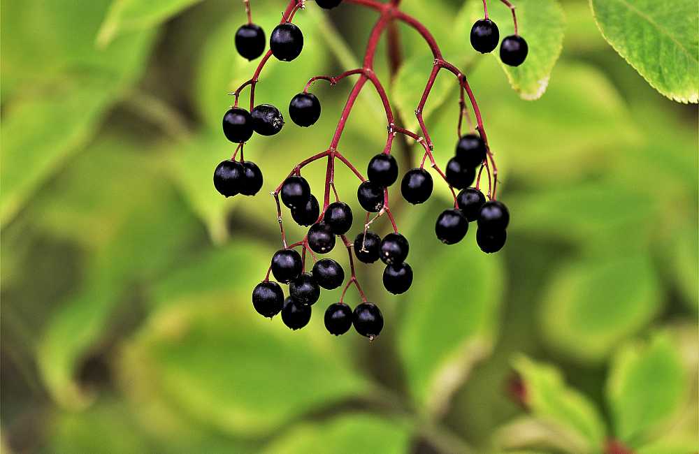 Black Elderberry – Just a Flu Treatment?