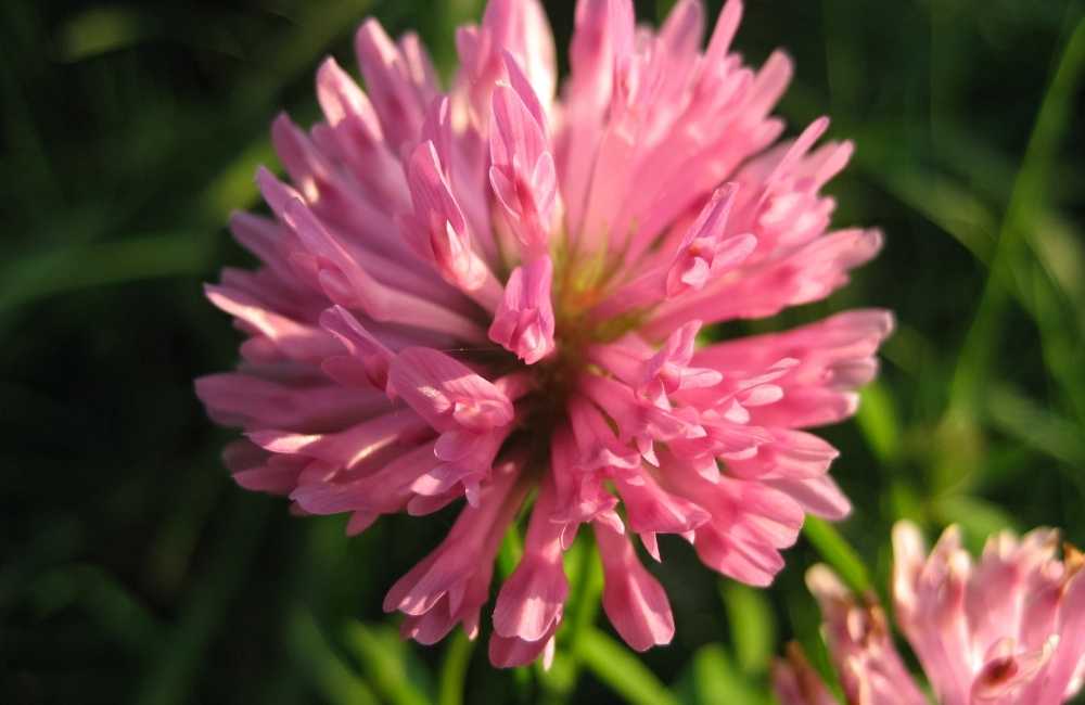 Red Clover – Uses and Health Benefits