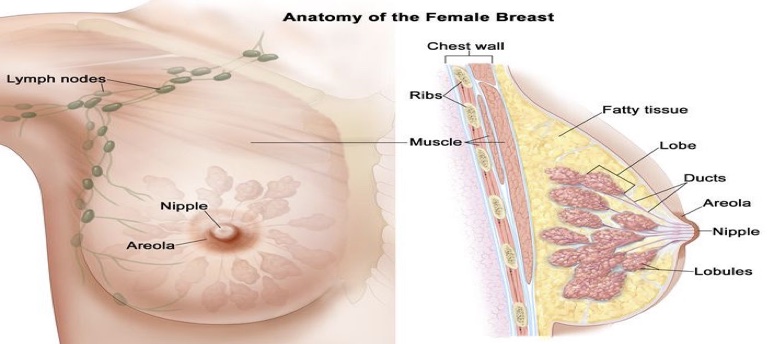 anatomy of female breast
