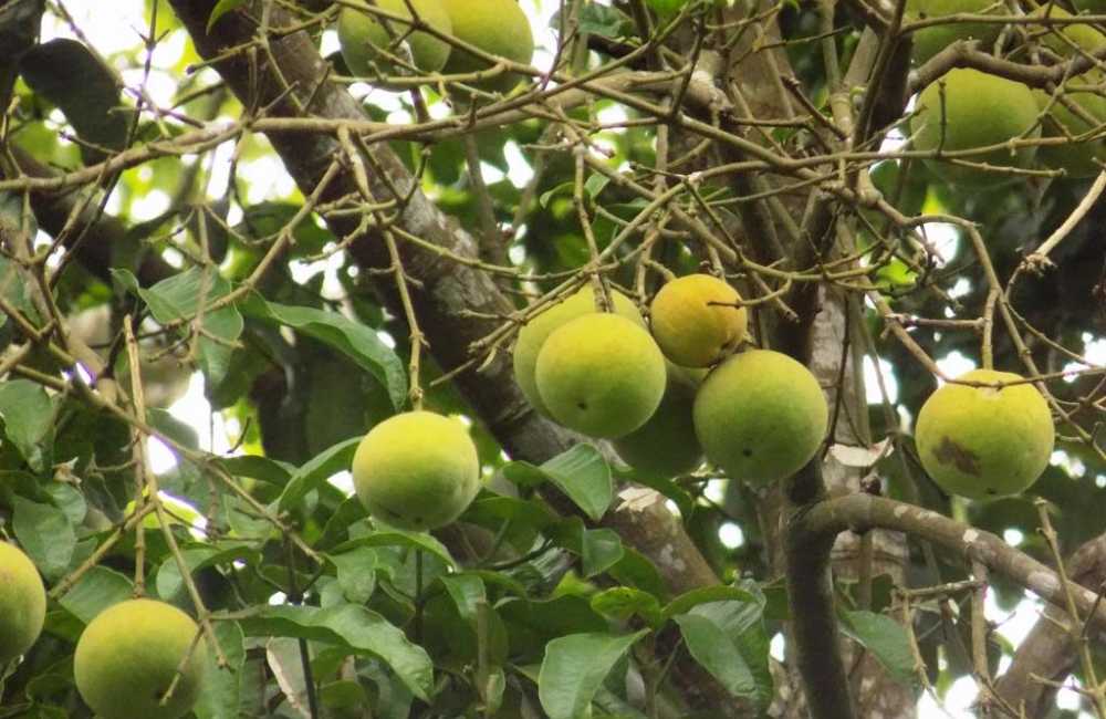 A bitter kola tree with lots of unripe fruits
