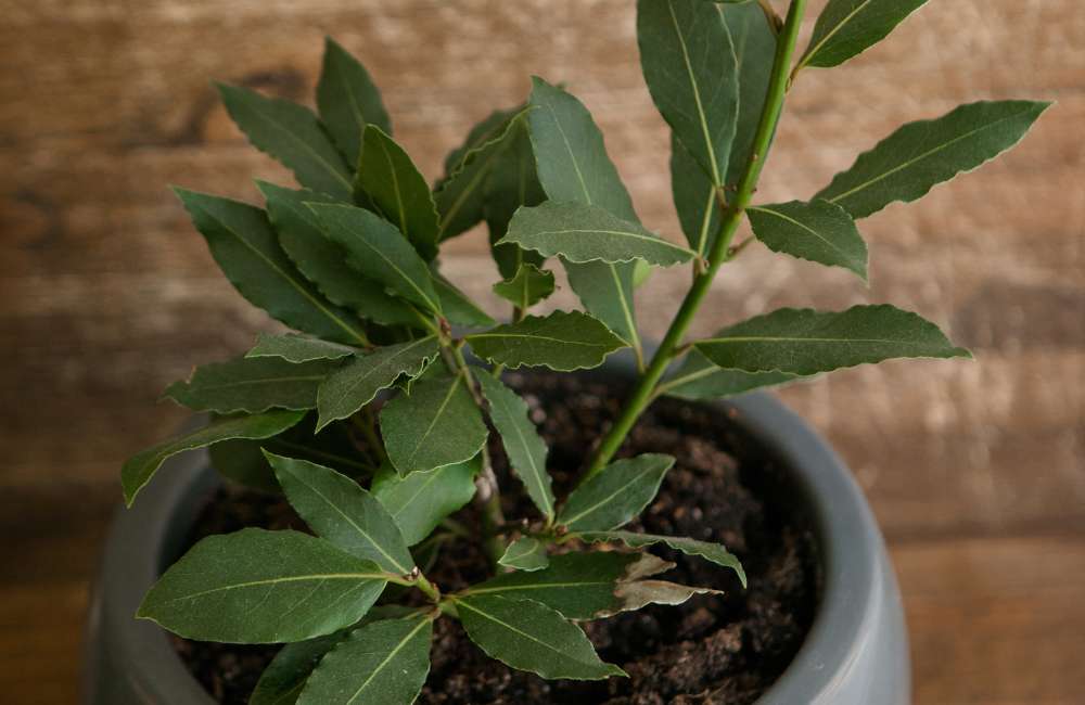 bay leaf plant growing in a pot
