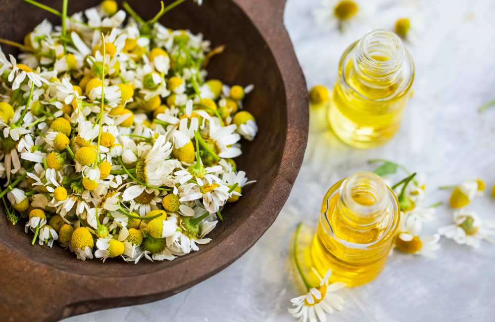 chamomile flowers and oil