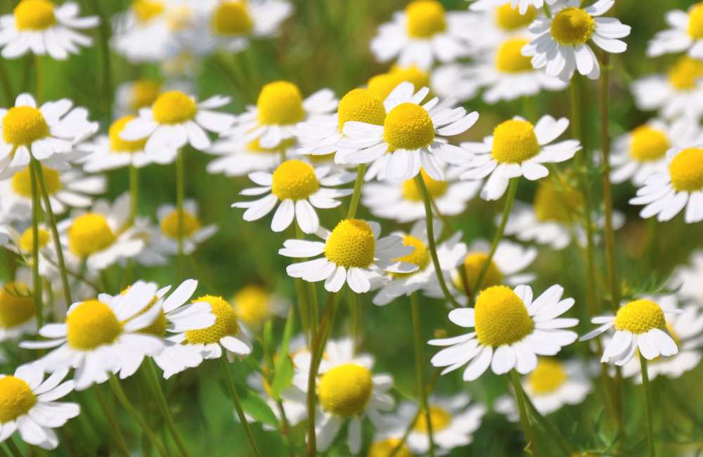 Chamomile – More Than Just a Tea?